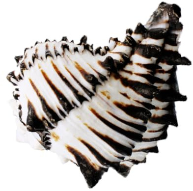 Cabilock Natürliche Muschel Deko für Aquarium Elegantes Landschaftsaccessoire Fischglas Ornament aus Echtem Shell Material Stressabbau und Einfache Reinigung Fischbecken Verschönerung