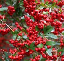 SCARLET Feuerdorn (Pyracantha Coccinea) Flower Strauch Bush SEEDS - schön!