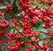 SCARLET Feuerdorn (Pyracantha Coccinea) Flower Strauch Bush SEEDS - schön!