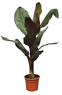 Tropictrees - Rote Zierbanane - MUSA MAURELLI - 160 cm - Bananenpflanze - exotische Zierpflanze