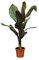 Tropictrees - Rote Zierbanane - MUSA MAURELLI - 160 cm - Bananenpflanze - exotische Zierpflanze