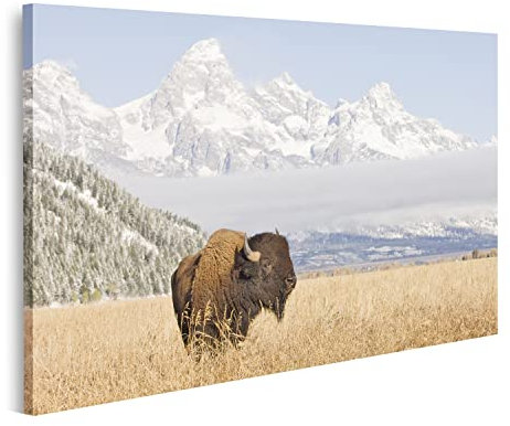 islandburner Prime Bild auf Leinwand Bison Grand Teton Berge Bilder Wandbilder Poster