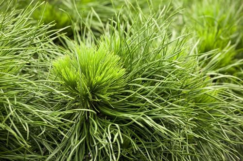 Pinus mugo 'Varella' 15-20 cm - Bergkiefer, kompakter Wuchs, ideal für Steingärten und Kübel, winterhart und pflegeleicht