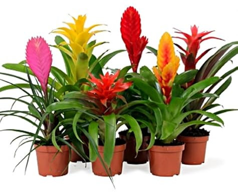 Pack de 6 Plantas naturales Bromelia Mix. Variadas. Segura Garden. Las bromelias son plantas de interior coloridas, purifican el aire, son fáciles de cuidar y toque tropical y elegante a tu hogar.