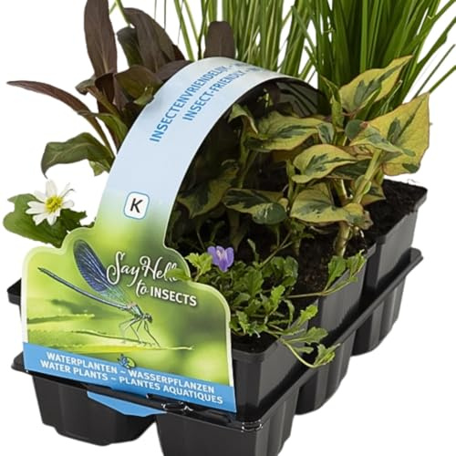 IFLO® 6er Set Insektenfreundliche Teichpflanzen – Bienenweide Wasserpflanzen – Winter hart– Nachhaltig aus Holland – Zone 1 & 2