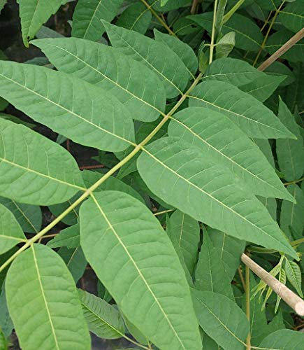 Chinesischer Gemüsebaum/Surenbaum, Toona sinensis, 80-100cm, im Topf