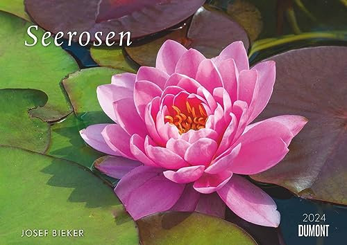 Seerosen 2024 - Bildkalender 42x29,7 cm - Blumenkalender im Querformat - Blumen - Wandplaner - Wandkalender