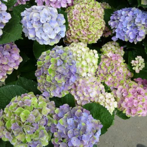 Hydrangea pflanzen zwiebeln,blumenzwiebeln winterhart Mehrjährig,Rosen pflanzen winterhart,Kletterrosen winterhart Duftend,duftende rosen winterhart,lila rose pflanze Winterhart.-1zwiebeln-A