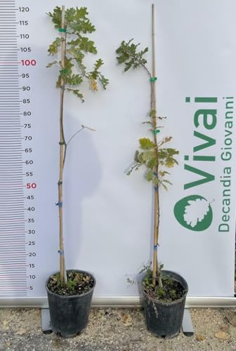 PIANTA DI QUERCUS ROBUR QUERCIA Compatible with COMUNE IN VASO 20 CM ALTEZZA 100/110 CM