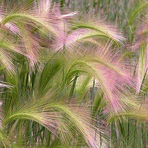 Benoon Fuchsschwanz-Gerstensamen, 100 Stück Beutel Fuchsschwanz-Gerstensamen Hordeum Jubatum-Samen Zum Gießen Von Mittelgroßen Mehrfarbigen Stauden Für Den Außenbereich Samen