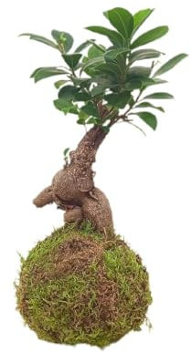 KOKEDAMA FICUS GINSENG 35CM | BOLA DE MUSGO VIVO PARA INTERIOR Y EXTERIOR | PLANTA NATURAL | DECORACIÓN HOGAR | PARA REGALO | FÁCIL MANTENIMIENTO Y CUIDADOS
