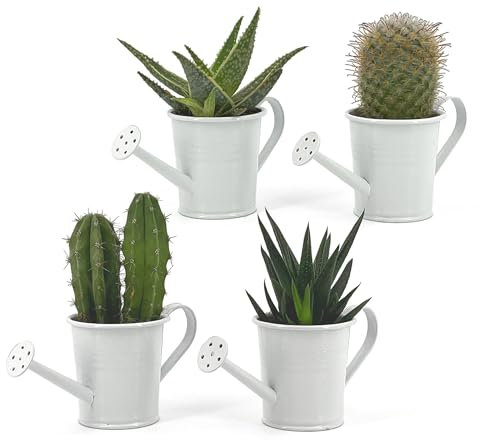 Vimin Box Set 4 pcs, Mini Annaffiatoio, Vaso Decorativo, per Piante Grasse, Piccoli Fiori, Decorazione Casa, Giardino, Balcone