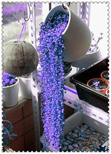 Shopvise 100 Pcs arc-en-perle Perles Chlorophytum Jardin Succulentas Absorber Formaldéhyde purification de l'air intérieur en pot: 2