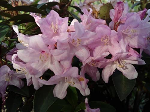 Alpenrose Tottenham - Rhododendron ferrugineum Tottenham 15-20