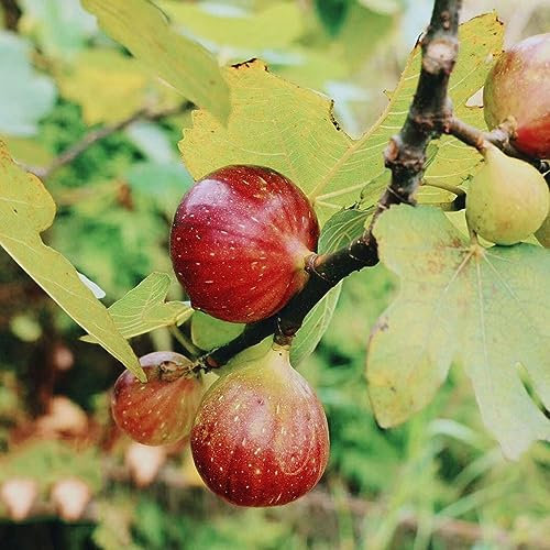 30 pcs bonsai feigenbaum samen - bäume kaufen nachhaltige geschenke für frauen feigen feige,Ficus carica, baumsamen plants pflanzensamen säulenobstbäume hochbeet balkon exotische