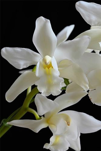 Cymbidium Zwiebeln,VKäLtebestäNdige Stauden, Frische Luft,Duftende BlumengroßZüGig, GäRten,Cymbidium Pflanzen,SchmüCken Schlafzimmer,Cymbidium-3zwiebeln-E