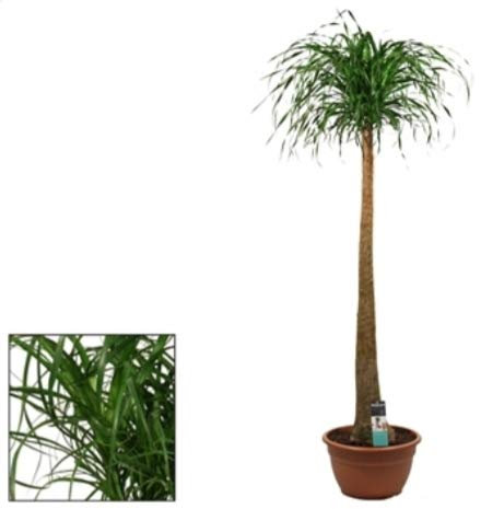 POWERS TO FLOWERS - BEAUCARNEA RECURVATA, MANGIAFUMO, altezza 190cm, vaso 40cm, pianta vera