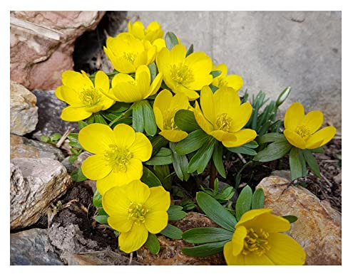 Oliwier's Bulbs 20x Winter Aconite Eranthis Hyemalis Spring Flowering Bulbs Garden Hardy Dwarf Yellow Flowers Perfect for Bees & Naturalising
