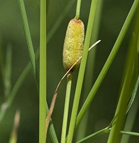 Schmalblättriger Rohrkolben Laxmann - Typha laxmannii - lebende Gartenpflanze aus den Baumschulen