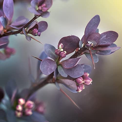 Blutberberitze Atropurpurea Rote Heckenberberitze 35-45 cm