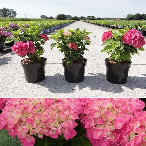 Trädgårdshortensia Red Baron – hydrangea macrophylla 'Red Baron' –