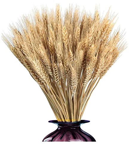 100 Stück Weizenblumen Getrocknet Natürliche Weizen Getrocknete Blumen Getrocknetes Weizengras Getrocknete Blumen für Trockenblumenstrauß Hochzeit Mittelstücke Kamin, Zuhause, Küche, Kirche, Tisch