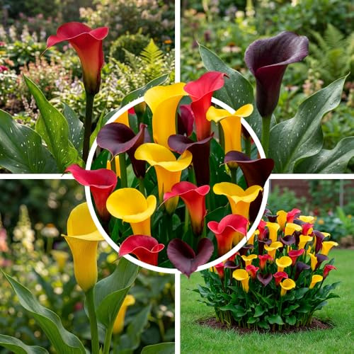 Calla Lilien Mehrjährig - Queens Collection- 10 Zwiebeln | Große Calla-Zwiebeln (Zantedeschia) aus Holland, Sorte Queens, für Garten, Kübel und Topf (kein Samen, nicht künstlich)