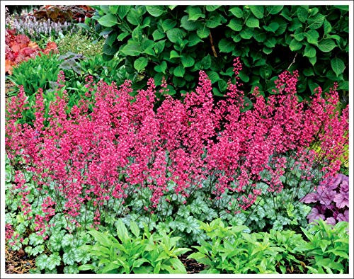 1 x Heuchera Hybride 'Paris' im 1 Liter Topf (Staude/Winterhart/Bodendecker/Mehrjährig/Immergrün) Purpurglöckchen - Leuchtend rote Blüten, zeitlose Schönheit - Dauerblüher - von Stauden Gänge