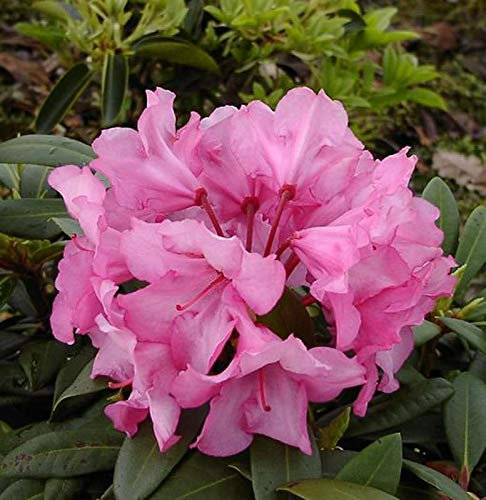 INKARHO - Rhododendron Herbstzauber 25-30cm - Alpenrose - lebende Gartenpflanze aus den Baumschulen