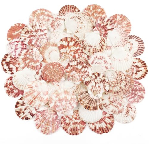 TaoQ C 48 Pièces Coquillages de pétoncles Coquillages naturels, 3cm - 5cm Blanc et Rose Coquillages pour Mariage décoration Plage thème fête, réservoir de Poissons et Vase Remplissage
