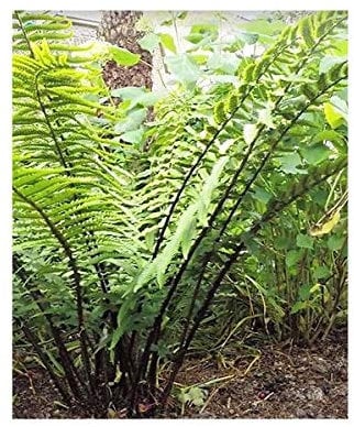 Stk - 10x Dryopteris wallichiana Farn Garten Pflanzen - Samen B2058 - Seeds & Plants Shop by Ipsa
