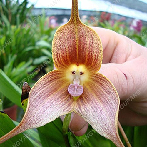 100 PC / pack Japanische Radiata Samen weißer Reiher Orchid Seeds Welt Seltene Orchideen-Arten Weiße Baison Blumen Orchidee Garten Orchid Samen