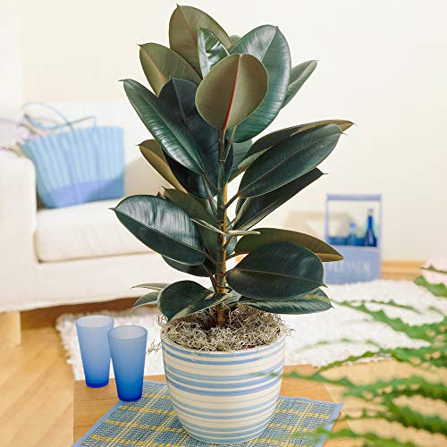 Ficus Abidjan | Planta interior en maceta para la venta | (30-40cm incl. maceta)