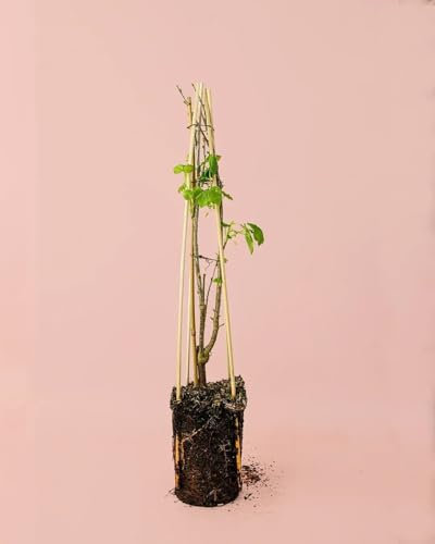 Grosella Negra Arbusto Frutal | Planta Natural Exterior | Pur Plant