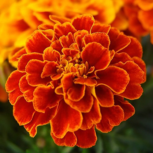 Semi di Marigold Bolero - Tagetes patula nana