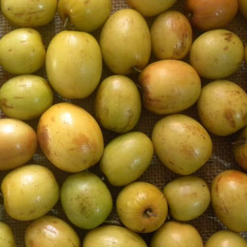 150 Pcs Chinesische Jujube Samen - Ziziphus Jujuba - Nachhaltige Geschenke, Bio Samen Jujube Baum Kaufen, Bodendecker, Garten Geschenk Seltene Pflanzen, Deko Wohnzimmer Sapote Frucht,