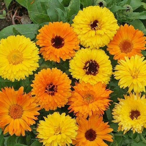 CALENDULA NANA - 150 semi - GITANA - Calendula officinale - FIESTA MIX:Semi