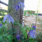 Clematis alpina - Schöne Kletterpflanze