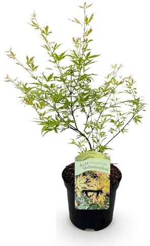 Terrassenpflanze - Japanischer Ahorn - Acer palmatum Methamorphosa - Grün - 2 Pflanzen - Laubabwerfend - 60-70cm - Ø25cm - Gartenpflanze