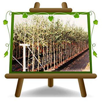 Olivier arbre olives Moraiolo - Plante fruitière arbre max 160 cm - 3 ans