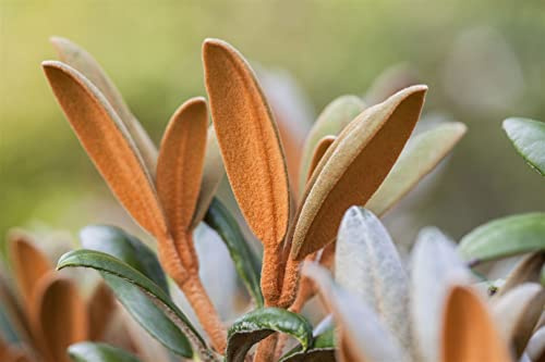 Rhododendron bureavii Hydon Velvet 30-40 cm winterhart immergrün | kompakter Wuchs, silbrig behaarte Blaetter, halbschattig, pflegeleicht, ideal fuer Beet, Terrasse und Steingarten