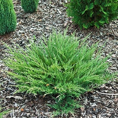 Kriechwacholder Andorra Compact 20-25cm - Juniperus horizontalis - lebende Gartenpflanze aus den Baumschulen