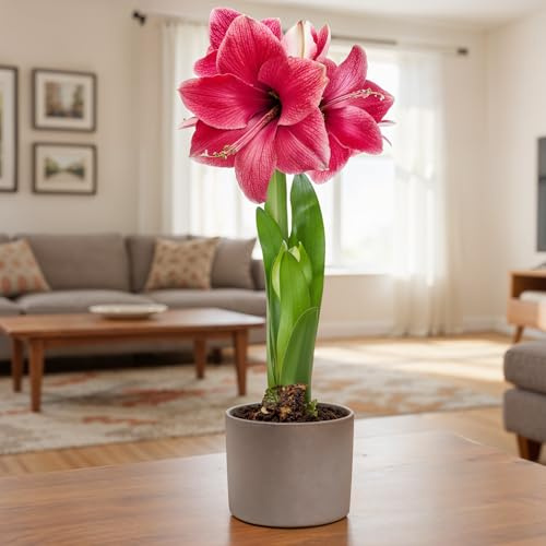 Amaryllis Zwiebeln Mehrjährig - Pink Passion - 1 Zwiebel | Große Amaryllis-Zwiebel aus Holland, Großformat 26/30, für Topf und Innenbereich, mehrjährig (kein Samen)