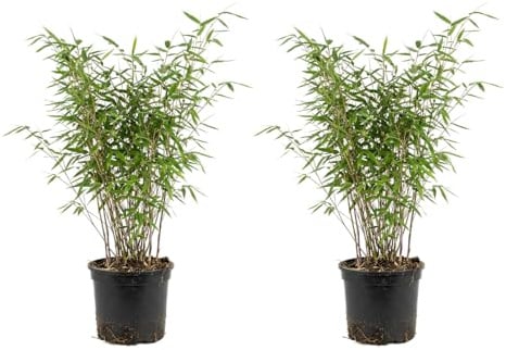 Bloomique - 2er - Set - Fargesia nitida 'Gansu' - Bambuspflanze - Nicht invasiv - Winterhart - Immergrün - Heckenpflanze - Gartenpflanzen - Höhe 50-70 cm - Topf 17 cm