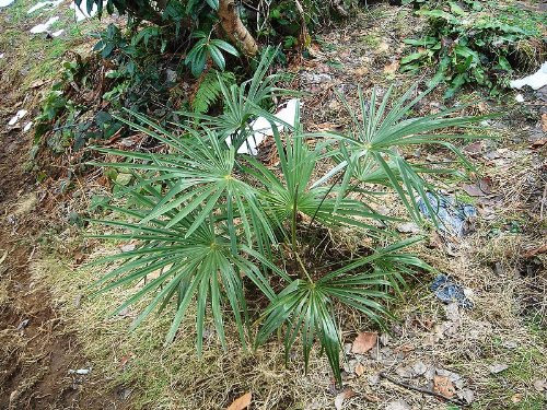Washington Palme (Washingtonia filifera) 50 frische Samen (Winterharte Palme)