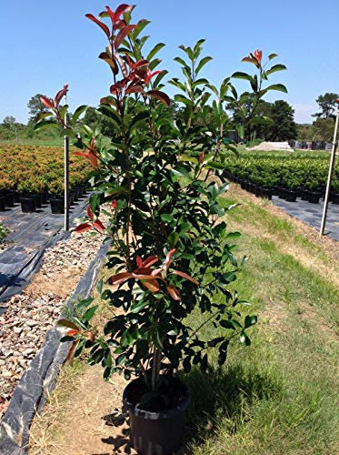 Pianta adulta Photinia Fraseri Red Robin Fotinia da siepe PROMOZIONE 18 piante in vaso 2 litri h 50/80 cm Vivaio di Castelletto