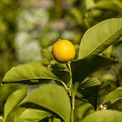 50 Seeds Bio Zitronensamen Winterhart Zitronenbaum Kaufen Zitronen Samen Lemon Tree Seed Zitronenbaum Zitronenbaumsamen Obst Bonsai Samen