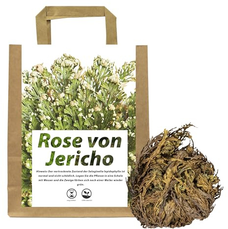 IFLO® Rose von Jericho XL Premium Set - Große Selaginella Lepidophylla Knollen - Echte Auferstehungspflanze Wüstenrose - Pflegeleichte Zimmerpflanze Deko Geschenk (Einzelknolle XL - Premium Größe)
