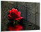 ARTTOR Wandbilder Dekoration Wohnzimmer Blume rote rose wasser tau Bilder auf Glas 120x80cm Glasbild Schlafzimmer Küche Deko Wand Kunstdruck Art Groß XXL Wanddeko Bild im Glas Modern GAA120x80-2367