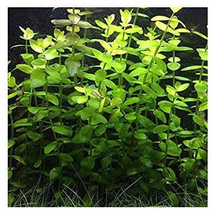 PondPlantsUK 2 x Live Plants for aquascaping, mosses, Fern, Tropical Aquatic Plants in Ceramic Weights (Bacopa Caroliniana)